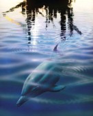 Endangered dolphin