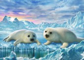 Seal pups
