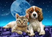 Kitten & Puppy