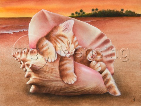 Conch Kitten