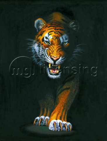 Stalking tiger