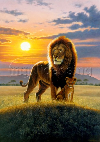 Sunset lion and cub