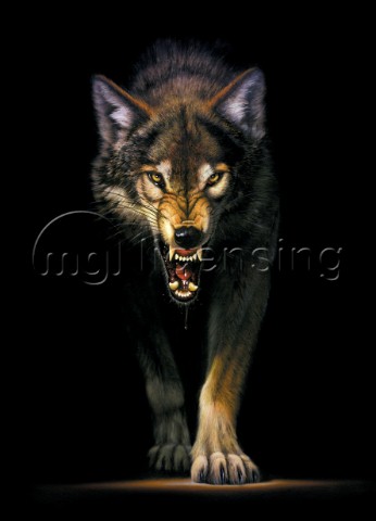 Stalking wolf