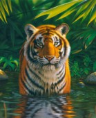 Tiger pool