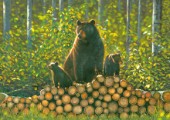 Bears log pile