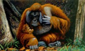 Orang-utan father and baby