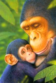 Chimp mother and baby
