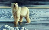 Arctic king (NPI 0074)