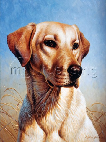 Dog portrait NPI 0086