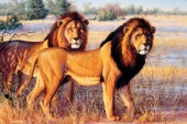 SCI Lions (NPI 0100)