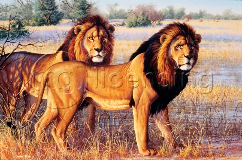 SCI Lions NPI 0100