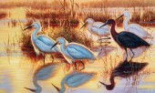 Egrets (NPI 0129)