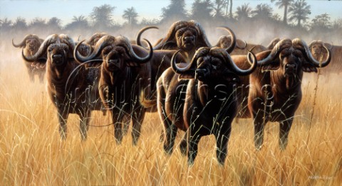 Buffalo herd 2 NPI 21490055