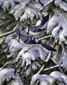 Treetop bandits winter (NPI 2107)