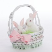 Bunnies in Basket