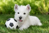 White Terrier and football (dp362)