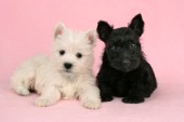 White and Black Terriers (dp375)