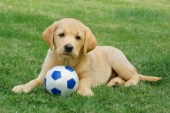 Golden Retriever pup and football (dp407)