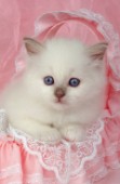 White cat on pink (ck174)