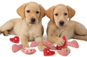 Two Labradors and hearts (DP449)