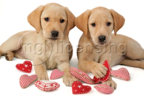 Two Labradors and hearts DP449
