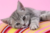 Grey kitten on stripy jumper (CK314)