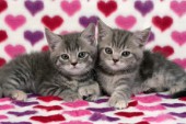 Pair of kittens on hearts (CK306)