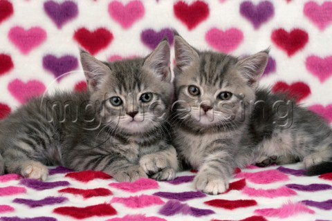 Pair of kittens on hearts CK306