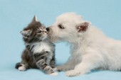 Dog kissing cat (DP472)