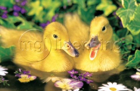 Two ducklings A157