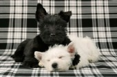 Terriers with black and white (DP436)