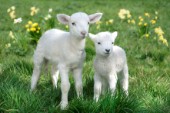 Easter lambs (EA538)