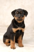 Rottweiler puppy (DP262)
