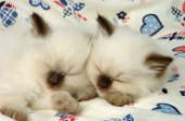 Two sleeping Siamese kits (CK169)