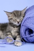 Grey kitten sleeping on wool (CK307)