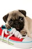 Pug pup and shoe (DP377)