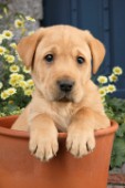 Pup in flower pot (DP498)