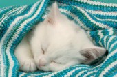 White kitten sleeping under stripy blanket (CK343)
