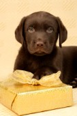 Chocolate Labrador and gold present (C529)