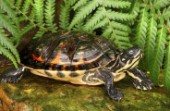 Turtle in pond (R101)