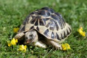 Turtle eating flower (R103)
