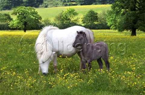 Pony and baby H102
