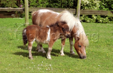 Pony and her baby H109