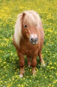 Baby pony in field (H113)