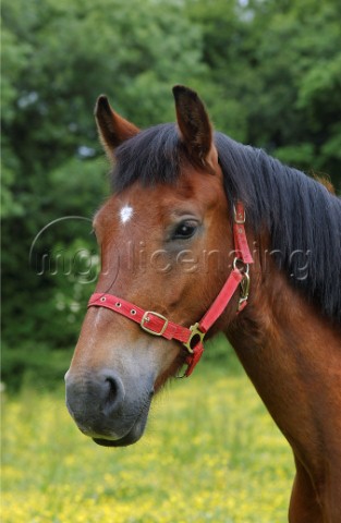 Brown horse with red strap H114