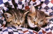 Two kittens asleep (A183)