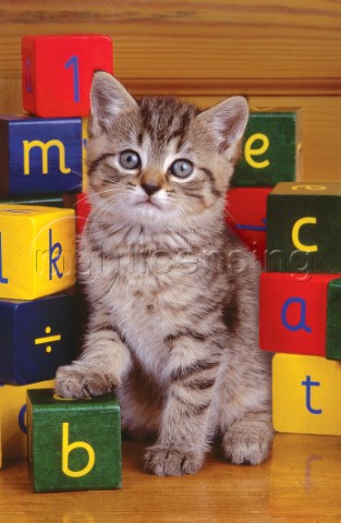 Alphabet cat A213