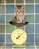 Kitten and scales (A214)