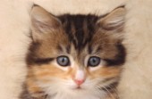 Kittens face (CK202)