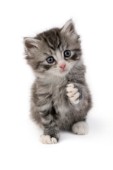Kitten lifting paw (CK330)